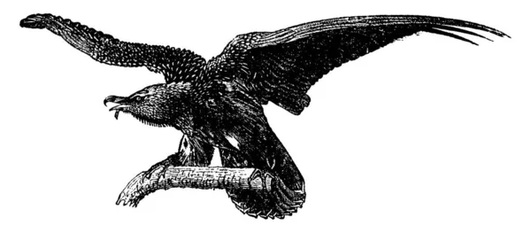 Vautour Barbu Illustration Gravée Vintage Histoire Naturelle Des Animaux 1880 — Image vectorielle