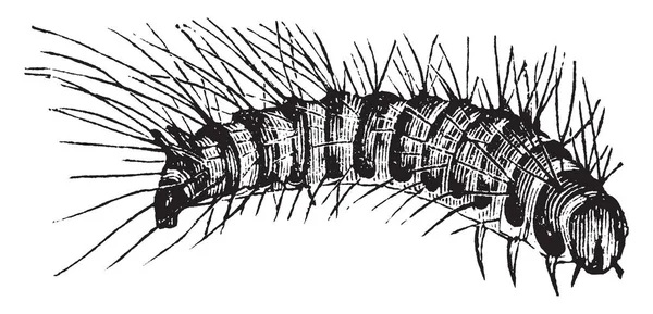 Larva Brouka Slanina Velmi Destruktivní Vycpaných Zvířat Muzeích Vintage Kreslení — Stockový vektor