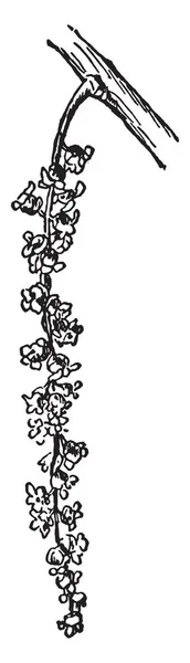 Esboço Catkin Pistillate Flores Cottonwood Desenho Linha Vintage Gravura Ilustração — Vetor de Stock