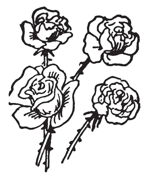 Rose También Conocida Como Hulthemia Dumort Originaria Asia Nombre Rosa — Vector de stock