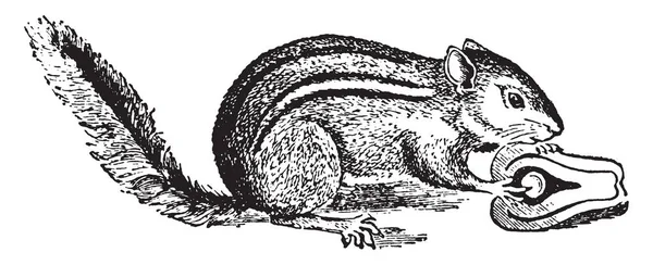 Veverky Jsou Malé Prokládané Hlodavců Čeledi Sciuridae Vintage Kreslení Čar — Stockový vektor