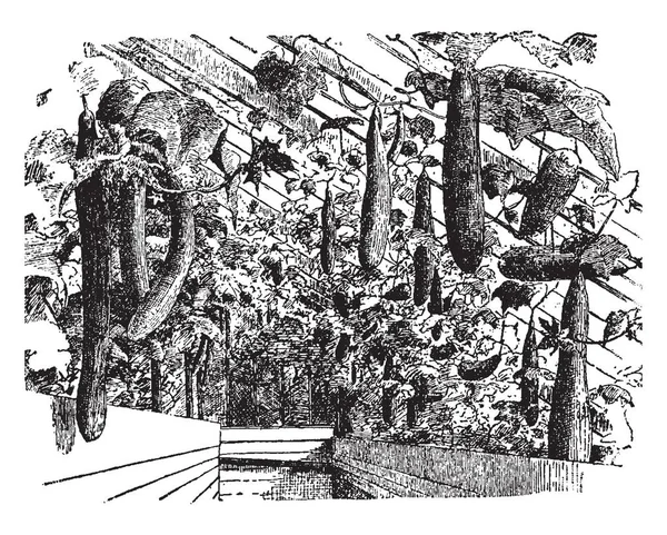 Иллюстрация Представляет Дом Английских Огурцов Который Используется Огуречных Планов Винтажных — стоковый вектор