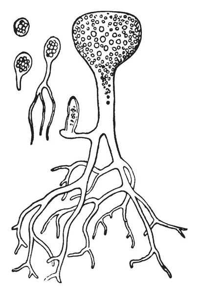 在这张图片中 植物是充分生长的 根是长和薄的 它充分生长 复古线画或雕刻插图 — 图库矢量图片