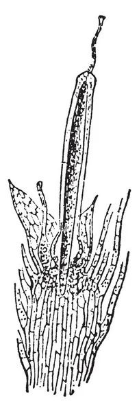 이것은 습기찬 빈티지 그림에는 Funaria Hygrometrica의 Calyptra에 Sporogonium의 발달의 단계의 — 스톡 벡터