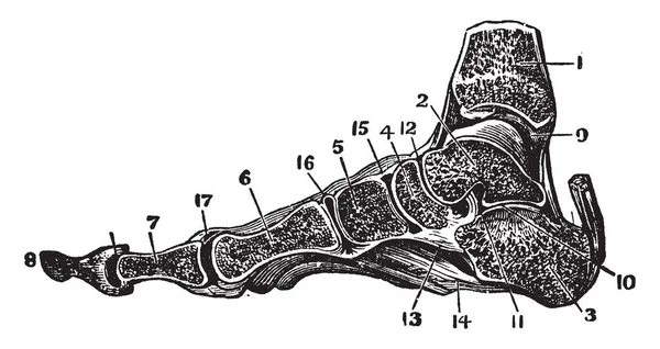 Questa Illustrazione Rappresenta Ankle Joint Piede Disegno Linea Vintage Incisione — Vettoriale Stock