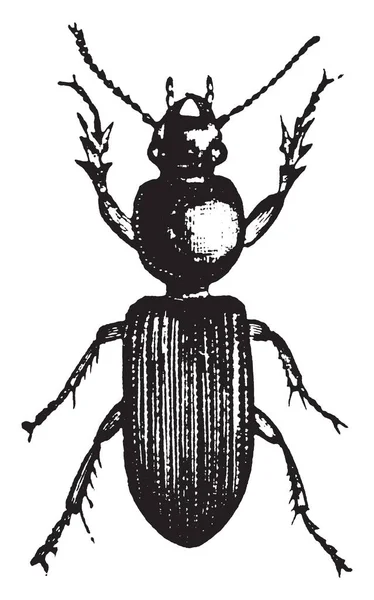 Ilustracja Przedstawia Subangular Ziemi Beetle Vintage Rysowania Linii Lub Grawerowanie — Wektor stockowy