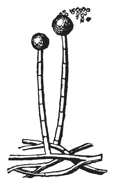 Рисунок Изображающий Ашофору Хлебную Плесень Рисунок Винтажной Линии Гравировку — стоковый вектор
