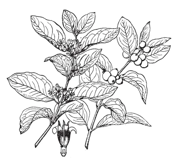 西洋参属金银花属 是一种蠕动的灌木 有粉红色圆形的钟形花和球状的白色或粉红色的水果 复古线条绘制或雕刻插图 — 图库矢量图片