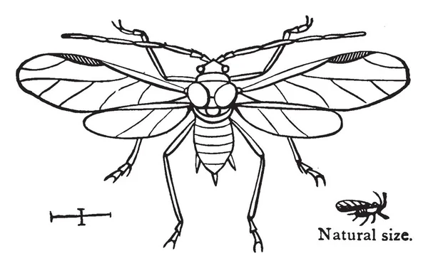 Los Pulgones Son Insectos Diminutos Que Son Dañinos Para Las — Archivo Imágenes Vectoriales