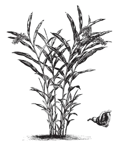 Рисунке Изображены Альпиния Нутанс Отдельное Цветочное Растение Листья Маленькие Длинные — стоковый вектор