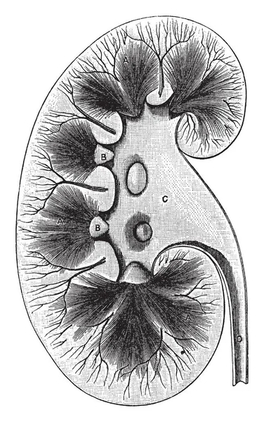 Ezen Ábrán Képviseli Vese Vintage Vonalas Rajz Vagy Metszet Illusztráció — Stock Vector