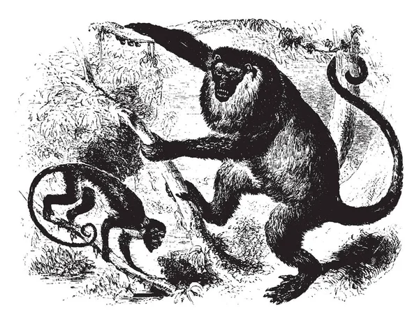 Gambar Ini Mewakili Seekor Monyet Pelolong Dengan Ekor Emas Gambar - Stok Vektor