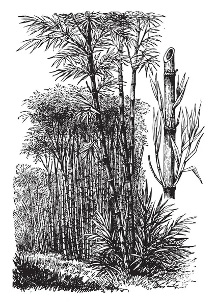 Bambú Ilustración Grabada Vintage Vie Dans Nature 1890 — Vector de stock