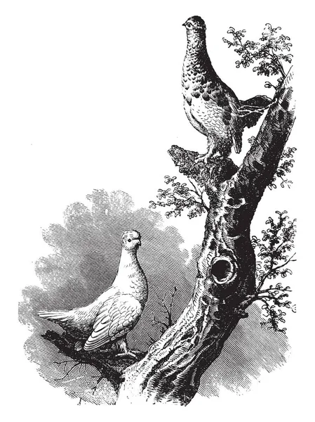 Deze Afbeelding Vertegenwoordigt Witte Staart Ptarmigan Vintage Lijntekening Gravure Illustratie — Stockvector