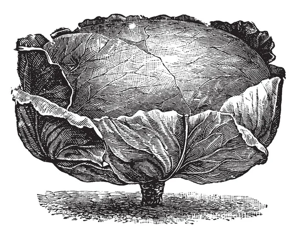 这是短茎鼓面 它是一种卷心菜 短茎鼓面是一个大头萨伏白菜 复古线条画或雕刻插图 — 图库矢量图片