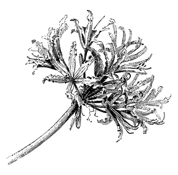 Hybrid Cultivar Has Heads Cerise Flowers Glisten Fade Delicious Antique — Stock Vector