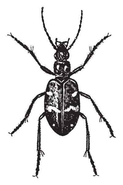 이미지는 호랑이 딱정벌레 빈티지 드로잉 그림을 나타냅니다 — 스톡 벡터
