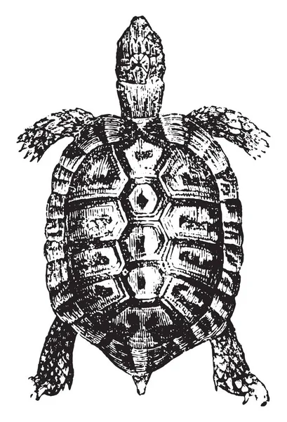 Tortue Grecque Tortue Épaulettes Illustration Gravée Vintage Histoire Naturelle Des — Image vectorielle