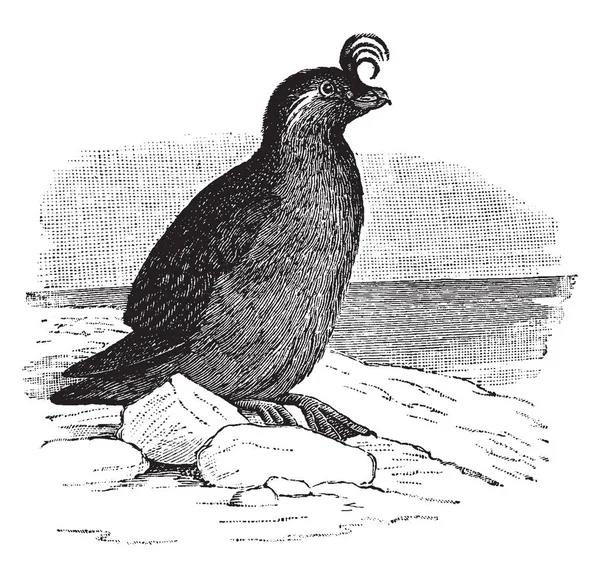 Crested Auklet Een Kleine Vogel Uit Familie Alcidae Vintage Lijntekening — Stockvector