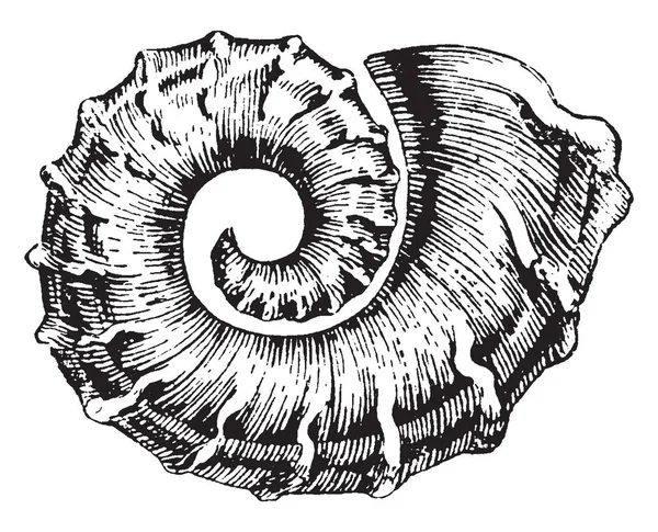 Nautiloid Una Familia Conchas Nautiliformes Forma Discoidal Dibujo Línea Vintage — Archivo Imágenes Vectoriales