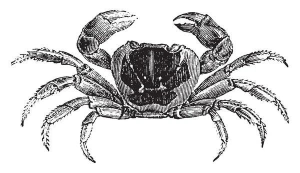 Gecarcinus Land Crab Vintage Engraved Illustration Natural History Animals 1880 — Stock Vector