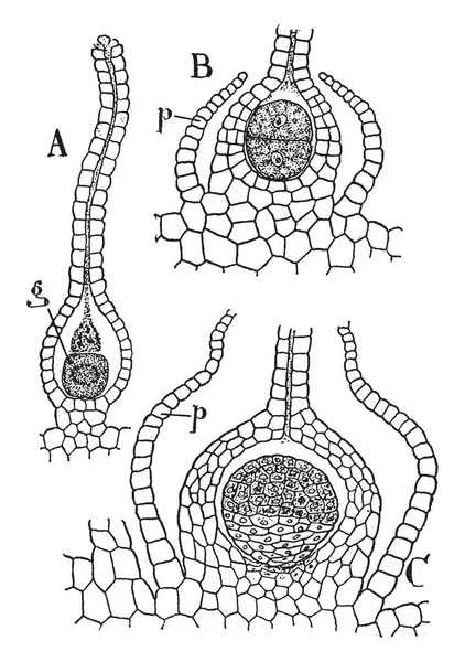 Gametospore の発芽の構造のイメージです この胞子のような形の配偶子 ビンテージの線描画や彫刻イラストの融合に起因 — ストックベクタ