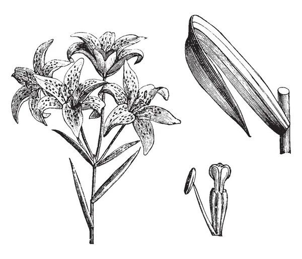 花の枝 葉を示す画像 リリウム同色 Pulchelium 植物の部分です 花びらがかすかなスポット ビンテージの線描画や彫刻イラストです — ストックベクタ