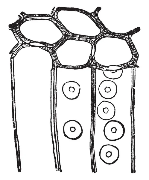 Una Imagen Que Muestra Toda Madera Separada Con Ambas Secciones — Archivo Imágenes Vectoriales