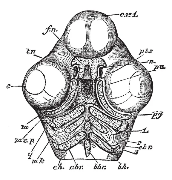 아래의 두번째 그리고 Hyoid 빈티지 그림으로 — 스톡 벡터