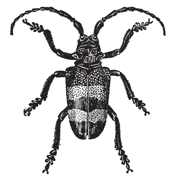 Bu resim Phryneta Aureocincta, vintage çizgi çizme veya oyma illüstrasyon temsil eder..