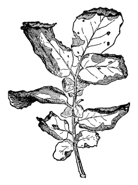 Das Bild Des Kartoffelblattes Gibt Krankheiten Diesen Blättern Vintage Strichzeichnung — Stockvektor