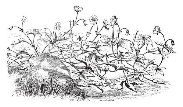 画像は ゼラニウム Wallichianum を示しています それはヒマラヤが原産です フウロソウ科の家族に属しています 花は青く 葉は歯縁 ヴィンテージの線描画や彫刻イラスト — ストックベクタ