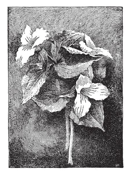 Trilliums 是美国最心爱的春季野花之一 花瓣的白色花朵开放明亮 叶子可以椭圆形相遇在一个点上的茎 复古线条画或雕刻插图 — 图库矢量图片
