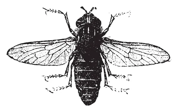 Snickare Bee Vintage Ingraverad Illustration Naturhistoria Djur 1880 — Stock vektor
