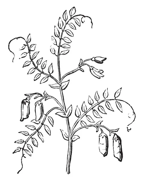 これがそのレンズ形の種子はまた知られている Lentile の分岐です それは食用のパルス ビンテージ ライン描画または彫刻イラストです — ストックベクタ