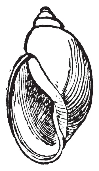 Physa Heterostropha는 시내와 빈티지 그림의 왼쪽된 손으로 달팽이의 일반적인 — 스톡 벡터