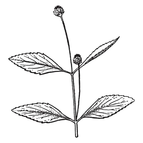 利皮亚是开花植物 它是芳香的 因为他们的精油 叶子是椭圆形的 复古线图画或雕刻例证 — 图库矢量图片