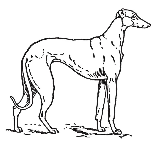 Greyhound Est Une Race Chien Qui Été Élevé Pour Jeu — Image vectorielle