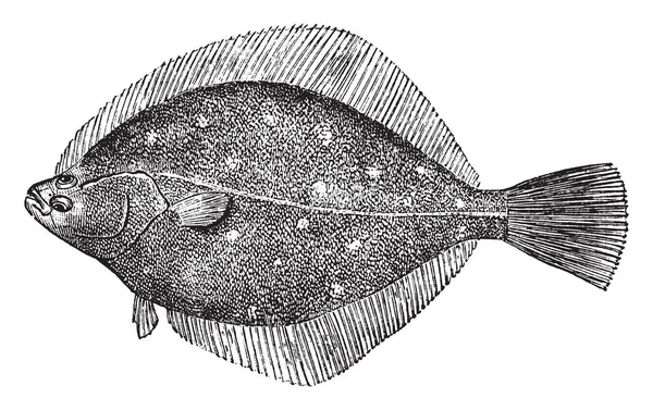 Ortak Yaldızlı Pisibalığı Sup Yüzey Vintage Çizgi Çizme Veya Oyma — Stok Vektör