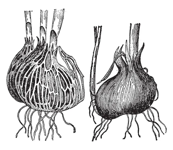 Esta Imagen Que Muestra Etapa Inicial Planta Cuando Raíz Planta — Archivo Imágenes Vectoriales