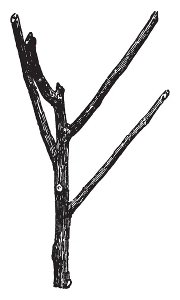 Αυτή Εικόνα Αντιπροσωπεύει Πώς Κάνει Ένα Κλαδευτεί Δέντρο Εκλεκτής Ποιότητας — Διανυσματικό Αρχείο