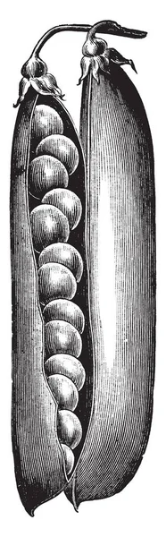 Esta Primeira Ervilha Kennerly Feijão Ervilha Está Aberto Tem Sementes —  Vetores de Stock