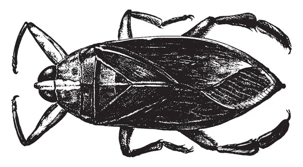 Waterbug Родина Прісноводних Hemipteran Комах Vintage Штриховий Малюнок Або Ілюстрація — стоковий вектор
