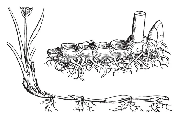 Esta Planta Parece Com Grama Está Crescendo Lugares Areia Desenho — Vetor de Stock