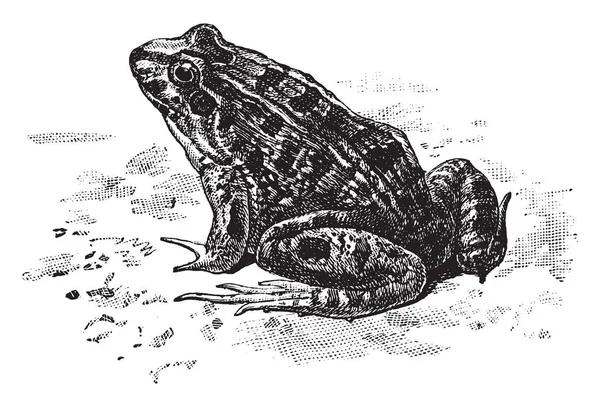 Cystignathidae Est Amphibien Mâchoire Supérieure Dentée Dessin Ligne Vintage Illustration — Image vectorielle