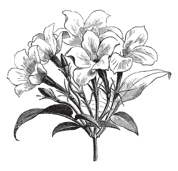 Cette Variété Jasmin Grandes Fleurs Diffère Jessamine Blanche Commune Comme — Image vectorielle