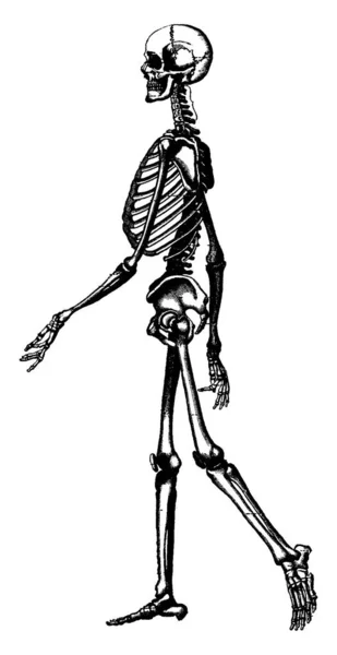 Esqueleto Del Hombre Ilustración Grabada Vintage Vie Dans Nature 1890 — Vector de stock