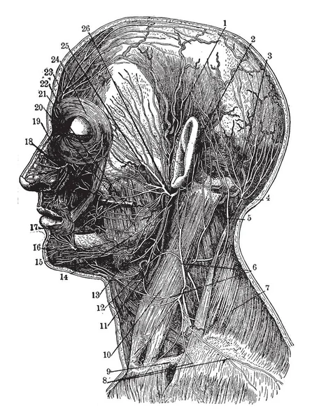 Temporele Slagader Achter Het Oor Occipital Slagader Grotere Occipital Zenuw — Stockvector