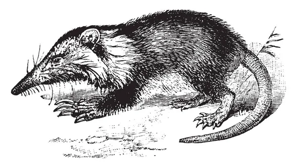 Agouta은 Hispaniola 빈티지 그림에만 Solenodon — 스톡 벡터