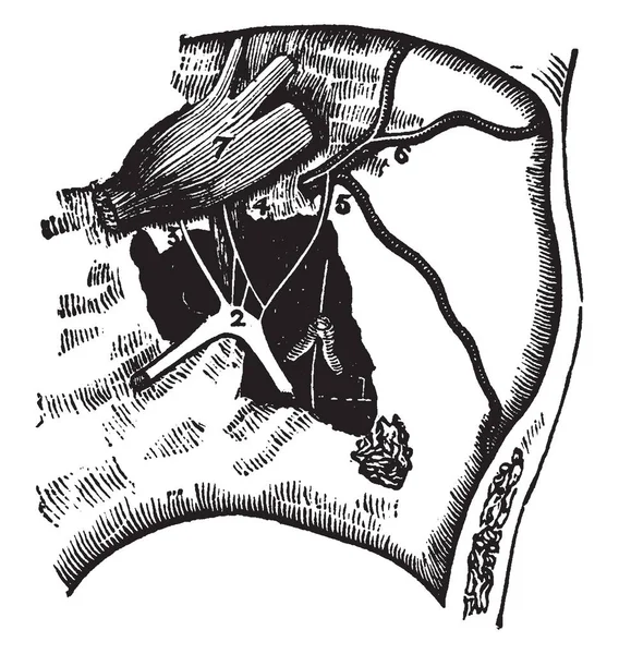 这个插图代表膝状神经节 复古线条画或雕刻插图 — 图库矢量图片